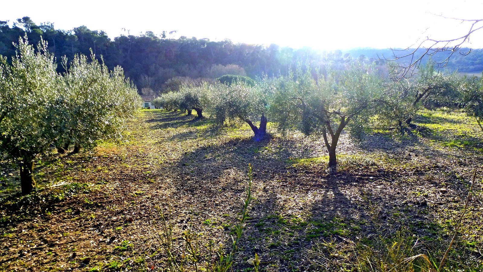 Véro d'Occitanie